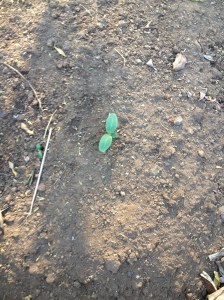 Photo Jan 29, 4 20 16 PM