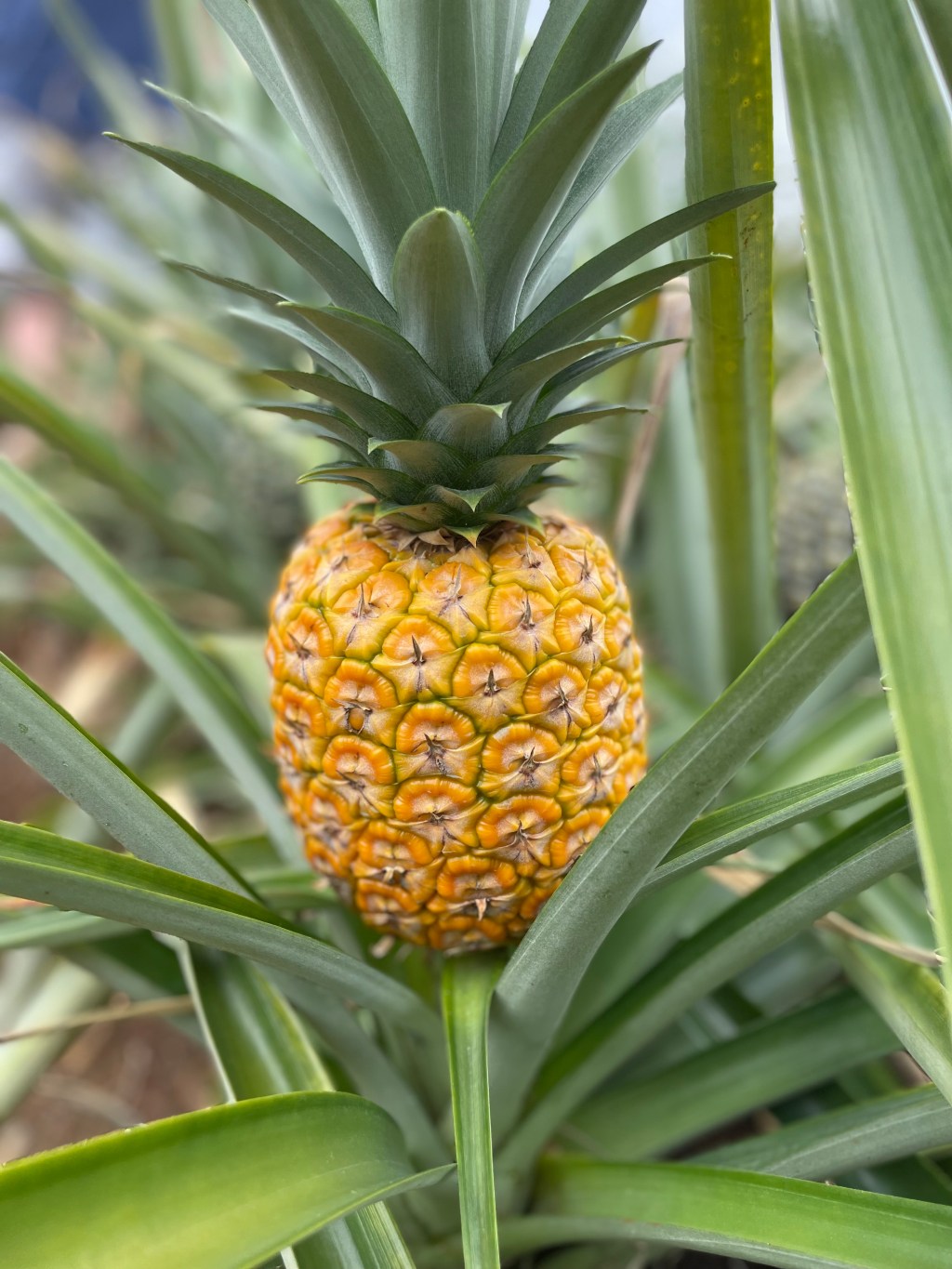 Growing Hope Starts with Growing&nbsp;You