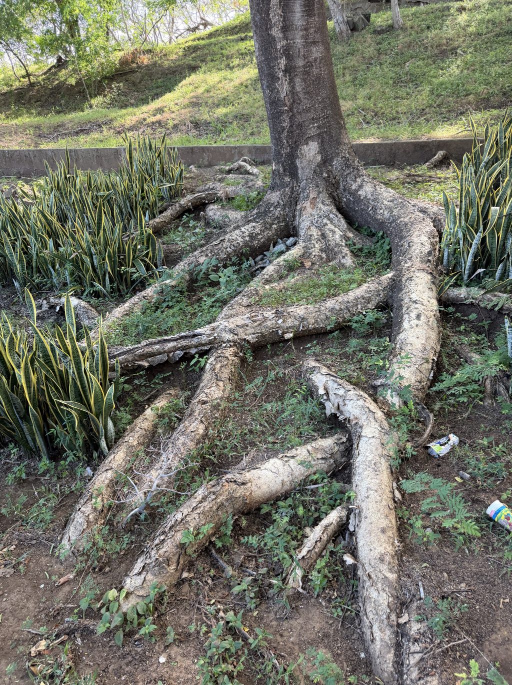 Rooted
